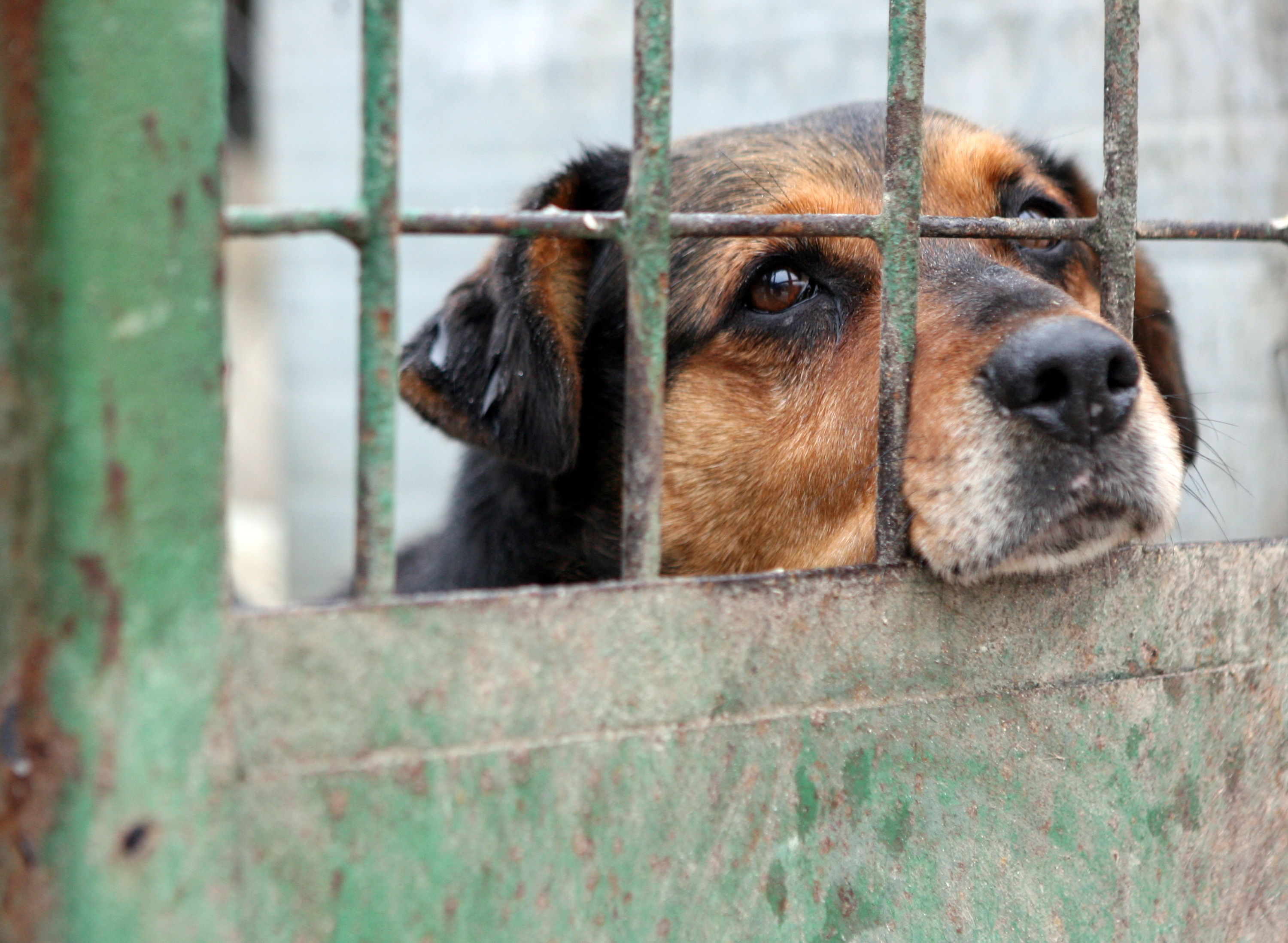 Nawrocki wetuje zakaz łańcuchów dla psów. Tusk: "Ogarnijcie się"