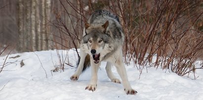 Groza na Podkarpaciu. "Ciało zostało praktycznie zjedzone przez zwierzęta"