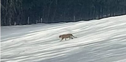 Puma grasuje po sądeckich lasach? Pojawiło się niepokojące zdjęcie, strażacy ostrzegają