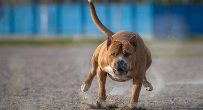 Dramat w Pruszkowie. Amstaff rzucił się na kilkuletnie dziewczynki