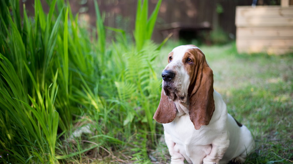 Basset hound to pies o przyjacielskim charakterze - andreac77/stock.adobe.com