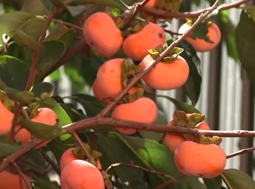 U Draganovom dvorištu rodilo južno voće