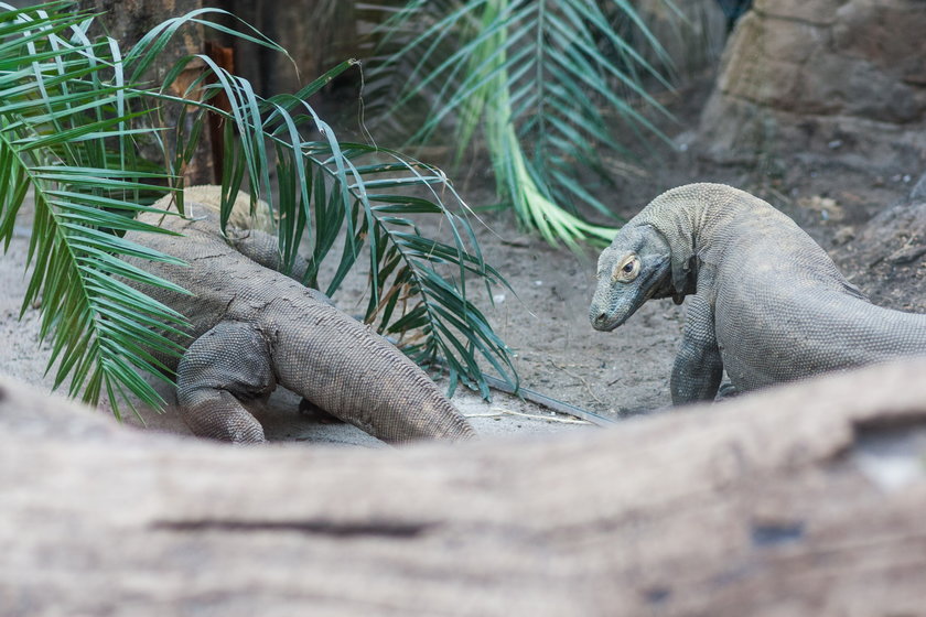 Warany ze Starego ZOO w Poznaniu mają nowy wybieg