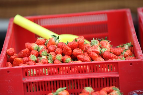 Truskawki na ryneczku w Gorzowie kosztują 25 złotych za kilogram!