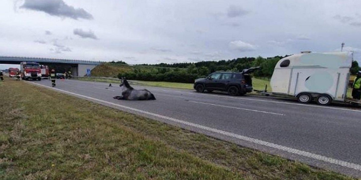 Tragedia na A2. Koń wybiegł na jezdnię, musieli go uśpić 