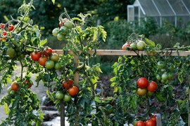 Pored PARADAJZA OBAVEZNO POSADITE OVU BILJKU i rađaće nikad bogatije: Baštovanski trik koji malo ko zna