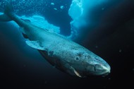 Lancaster Sound, Nunavut, Northwest Territories, Canada.