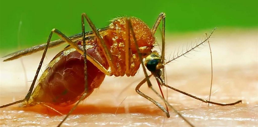 Rusza wojna z komarami