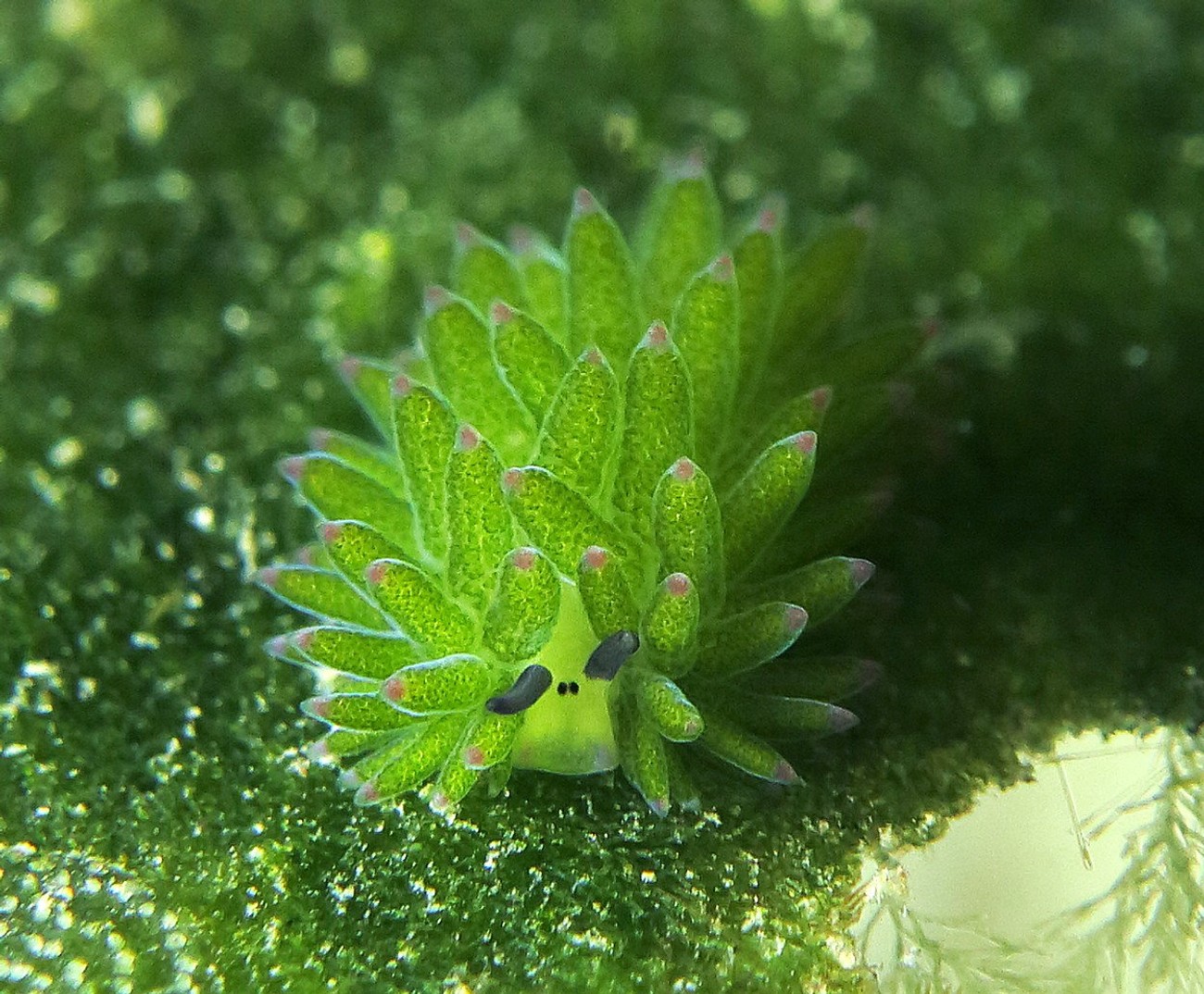 «Овечий лист» (Costasiella kuroshimae)