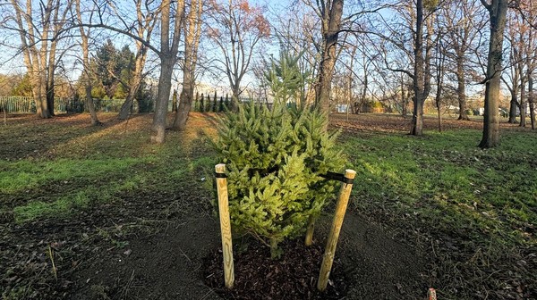  Daglezje pojawiają się w okolicy parku