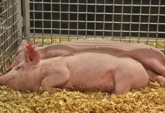 Chińscy naukowcy wykorzystali żywe świnie w crash testach. PETA krytykuje okrutny eksperyment