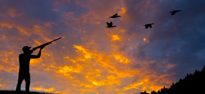 Suweren chce zakazu, minister milczy, a ptaki giną [WIDEO]