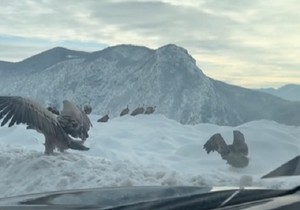 Beloglav supovi Pribojska banja