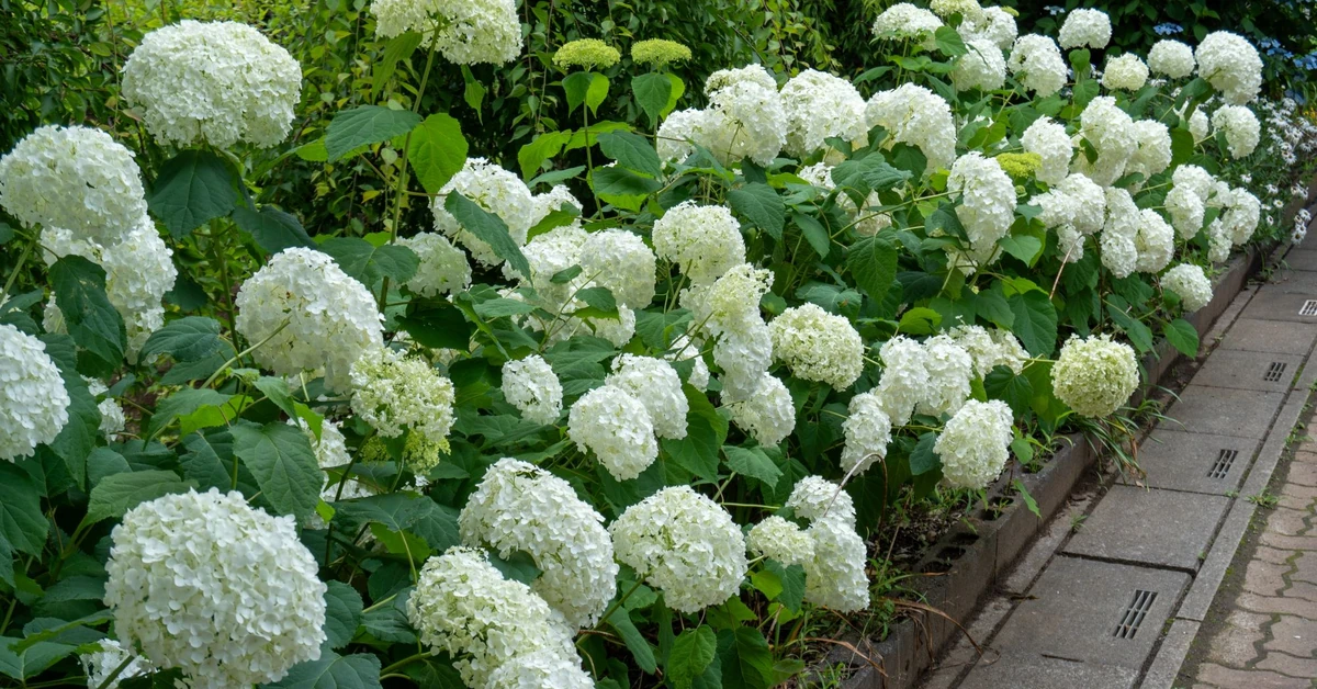 Zrób to w marcu, aby hortensje nie pokładały się latem. Ten patent skutecznie usztywni łodygi i podtrzyma ciężkie kwiaty