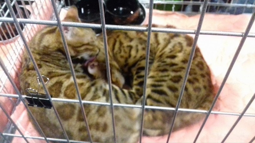 Bengalske mačke: Neke su se mazile, neke se igrale, a većina je spavala