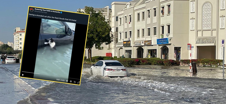 Akcja ratunkowa w Dubaju. Kot wisiał na klamce samochodu [WIDEO]