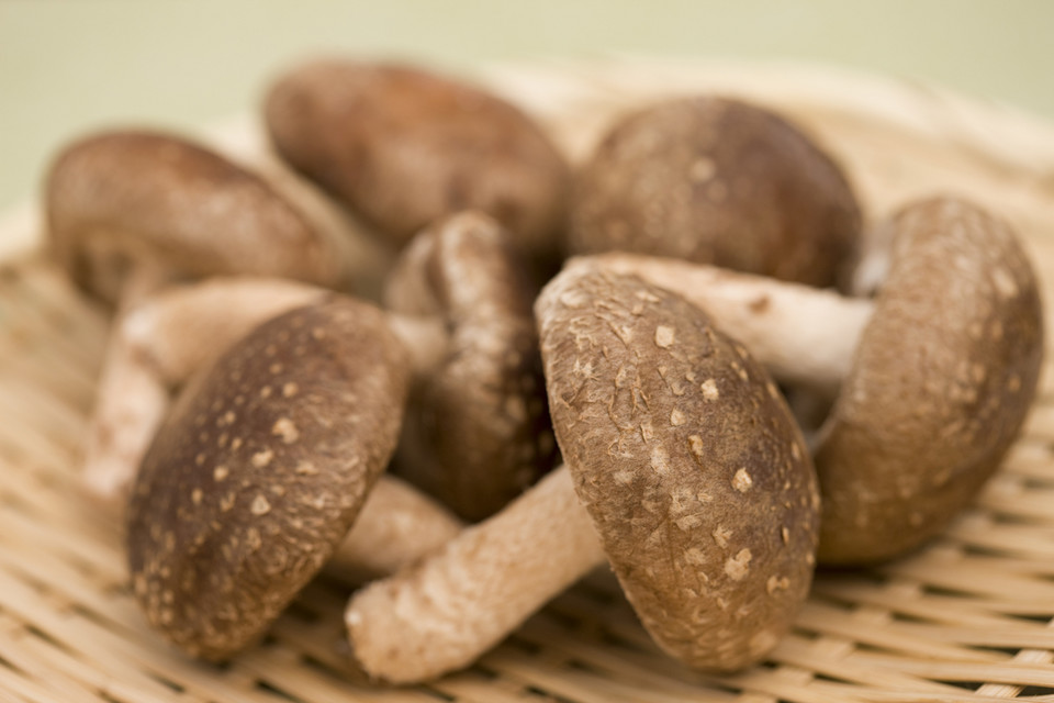 Grzyby shiitake – wsparcie dla leczenia onkologicznego