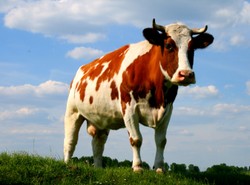 Krowa rozebrana na czynniki pierwsze