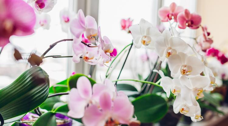 Többféleképpen lehet az orchideát locsolni, de a lényeg, hogy pangü víz sose álljon alatta Fotó: Getty Images