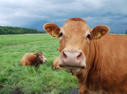 Indyjski napój z krów odpowiedzią na Coca-Colę