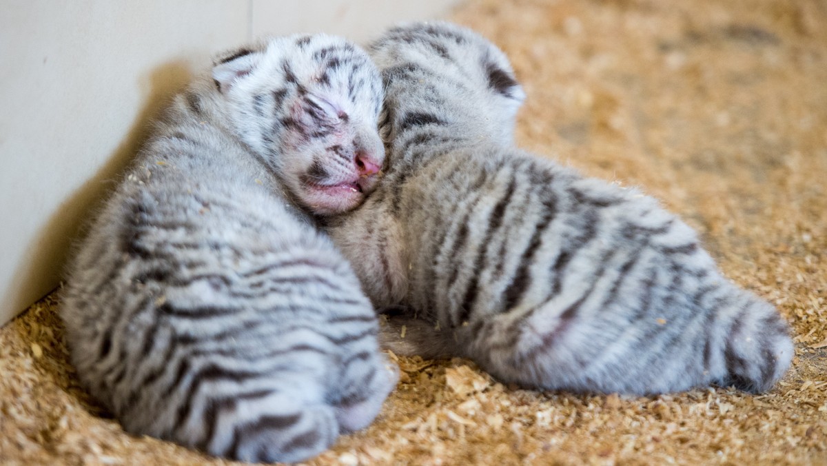 BORYSEW BIAŁE TYGRYSIĄTKA W ZOO SAFARI (białe tygrysy bengalskie)