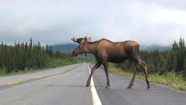 Galeria USA - Park Narodowy Denali, obrazek 13