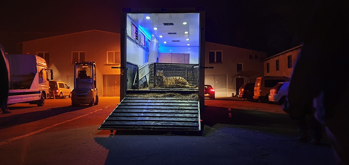 tygrysy transport
