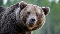 Jest pozwolenie na odstrzał 3 niedźwiedzi w Bieszczadach. To ostateczność?