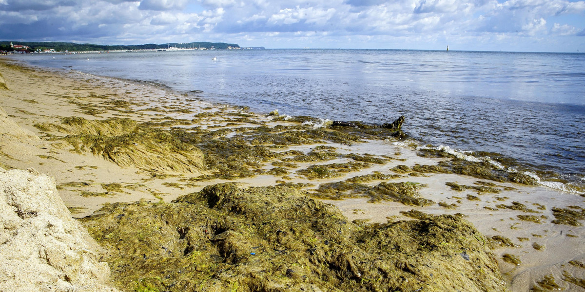 Nie tylko sinice są groźne Polskie plaże atakują też makroglony. Rozkładające je bakterie produkują niebezpieczne toksyny