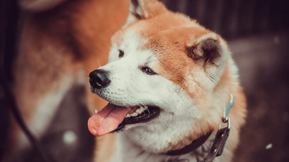 Akita inu - EwaStudio/stock.adobe.com