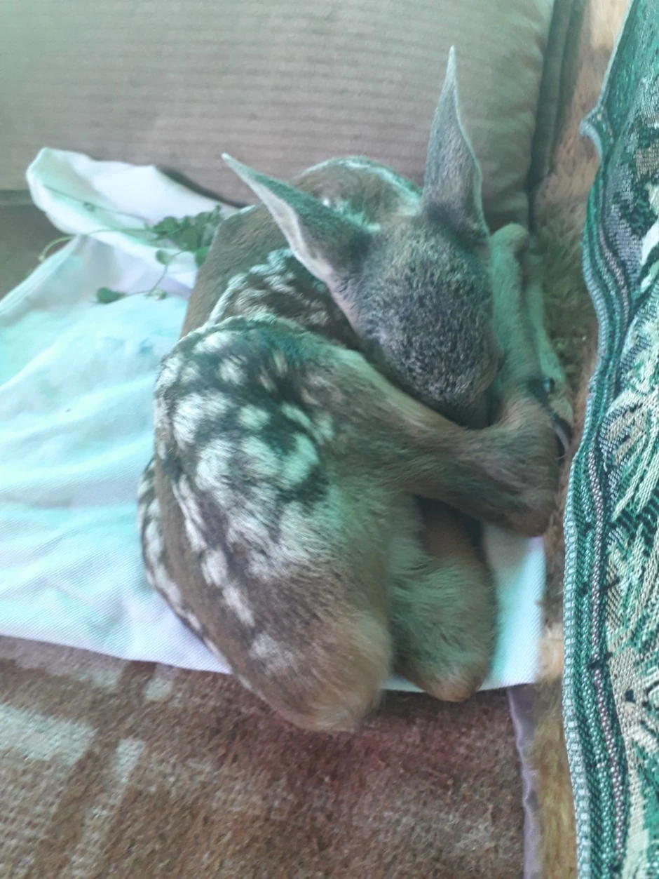 Živko je uvek sit, spava u toplom, navikao se na ljude