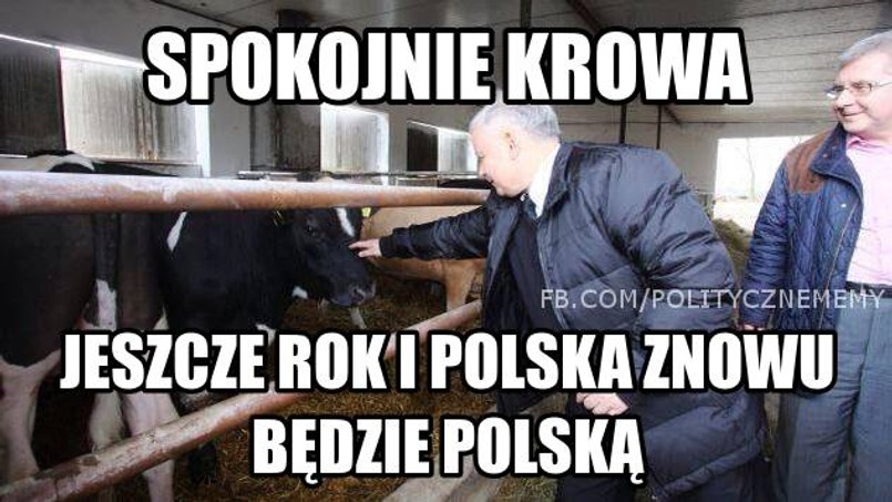 Kaczyński pociesza krowę, a Gronkiewicz-Waltz wsiada na rower [MEMY]