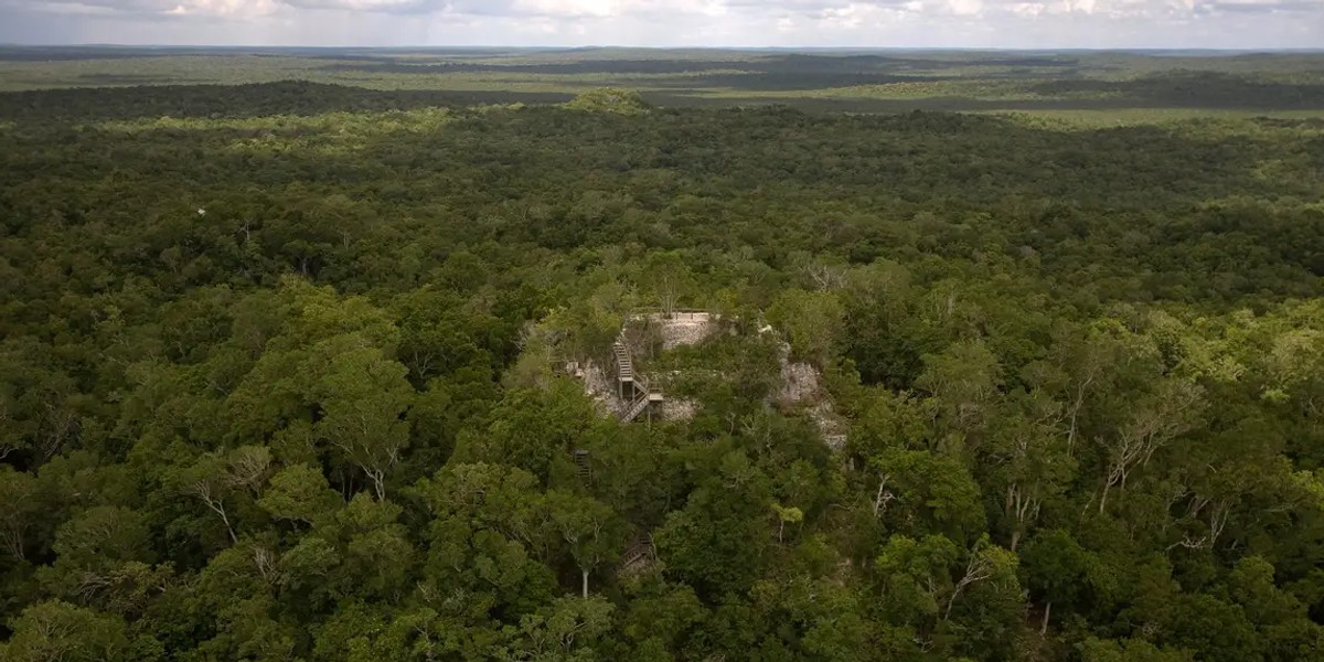 Świątynia Majów w dżungli na stanowisku archeologicznym el Mirador w Peten w Gwatemali, 24 sierpnia 2009 r.