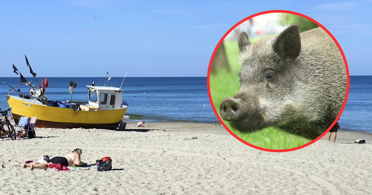 Drama on the beach. The weak boar died before the vet arrived