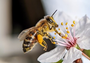 Loša reakcija na ubod pčele može da dovede do straha od pčela