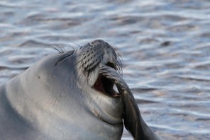 southern elephant seal (Mirounga leonina), pup, Falkland Islands