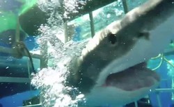 Przerażające WIDEO. Żarłacz biały wpłynął do klatki z nurkiem