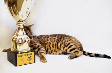 20 millió forintot ér a pápai a világ legszebb bengáli macskája - Blikk