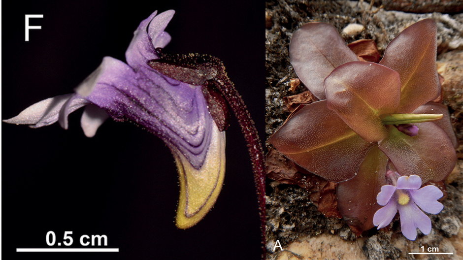 Naukowcy odkryli dwa nowe gatunki roślin drapieżnych