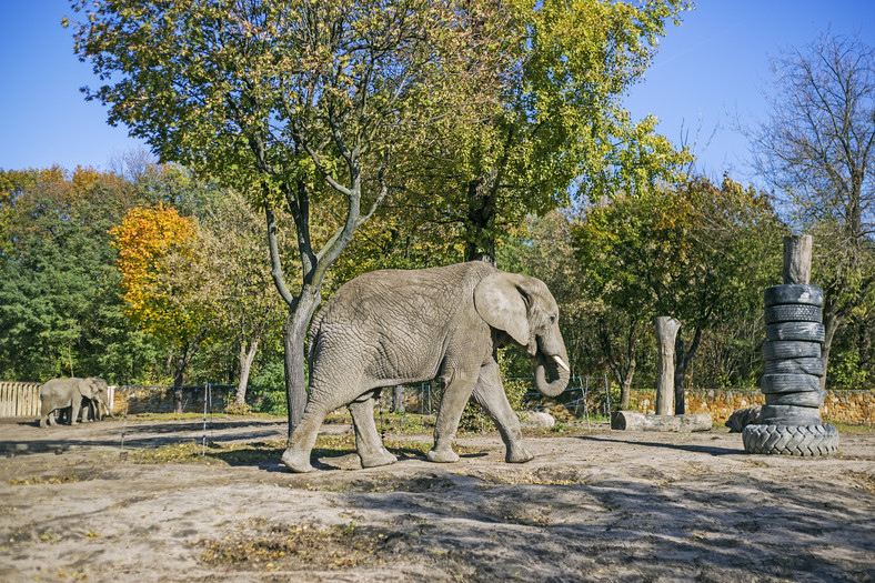 Słoń w warszawskim zoo