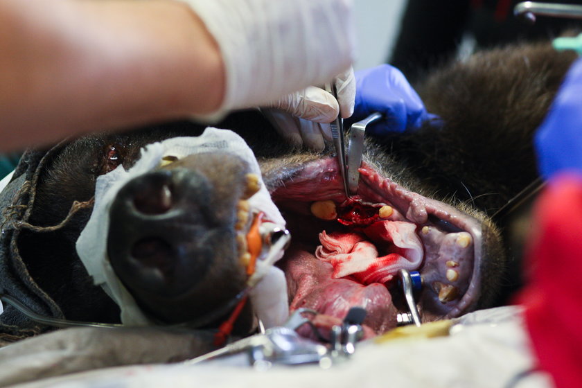 Niedźwiedzie z ZOO w Poznaniu przeszły zabieg stomatologiczny