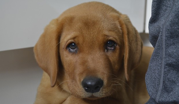 dog-2688634_1920