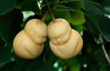 Buddha alakú körte