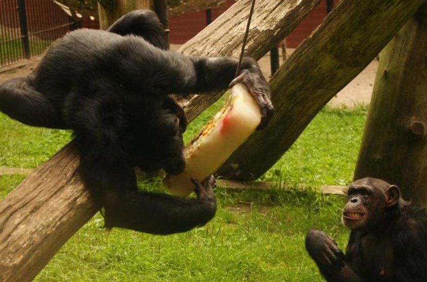 Nie wszystkie zwierzaki z zoo lubią upały