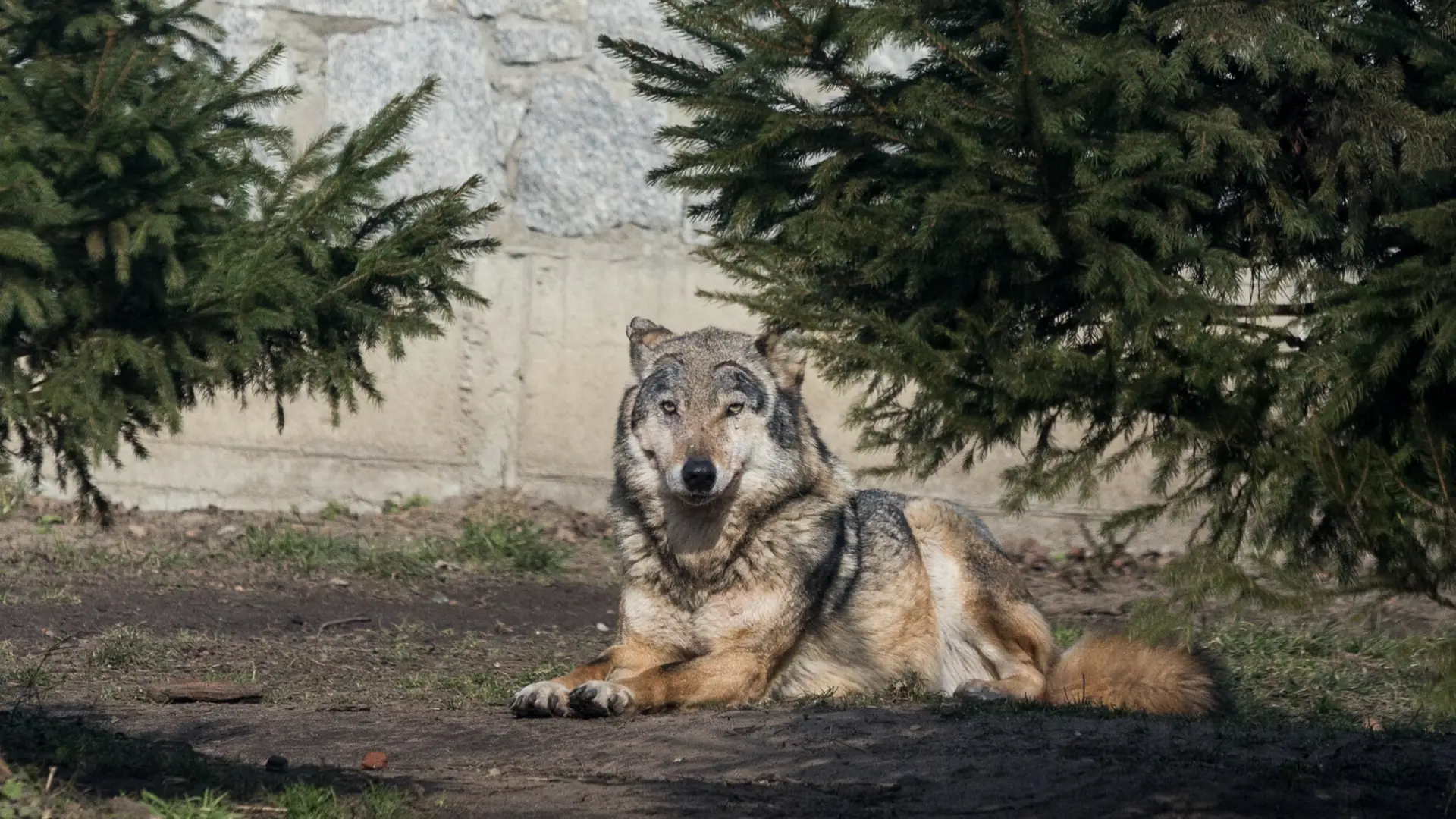 Spotkanie wilka w Warszawie to nic niezwykłego. "Populacja w całej Polsce się zwiększa"