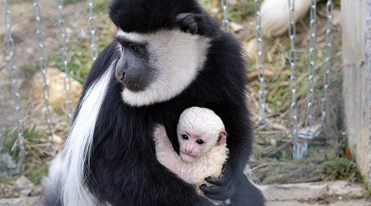 A pécsi állatkertben egy hete született ez a pici gereza majom. Idővel befeketedik a bundája, ám most még rikító fehér hógolyóként öleli magához az anyja
