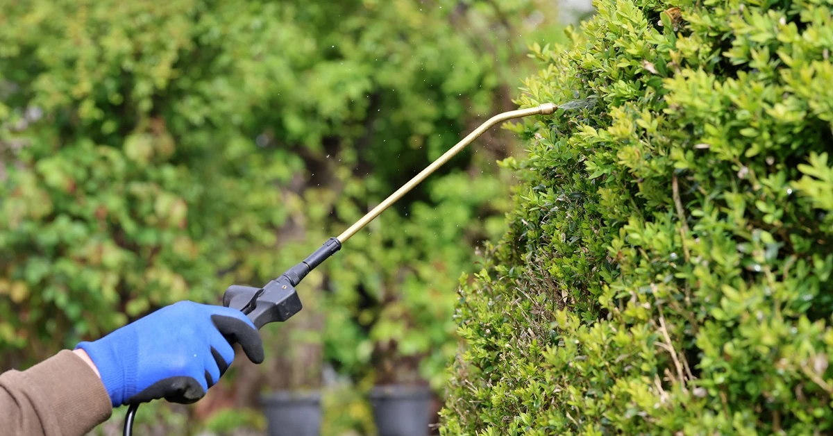 Ten oprysk działa cuda. Ćma bukszpanowa błyskawicznie zacznie znikać z krzaków