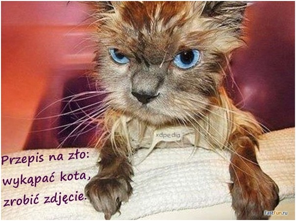 Światowy Dzień Kota - mem