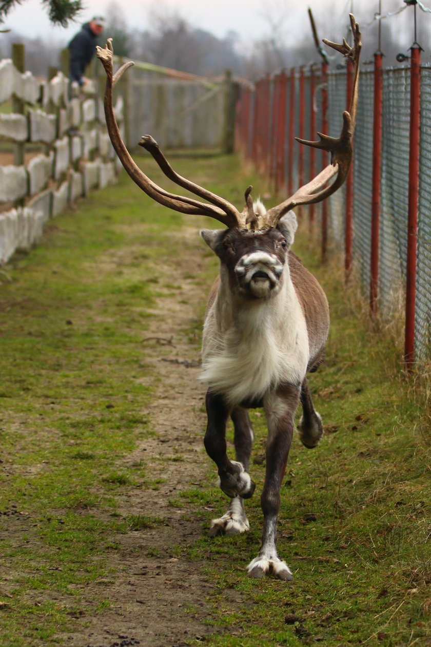 Renifer Rudolf zamieszkał na Ranczu Arka pod Lublinem