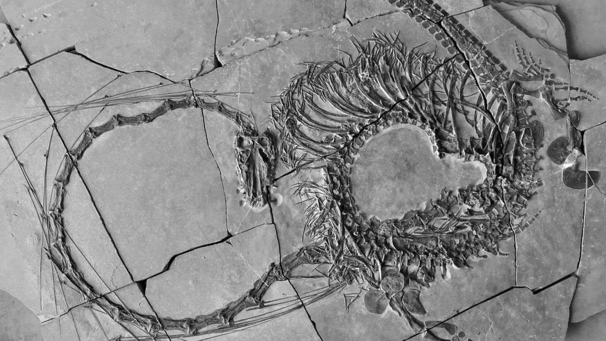Doskonale zachowana skamielina sprzed 240 milionów lat zdradza wygląd morskiego dinozaura